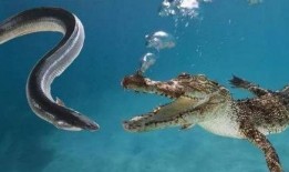 电鳗最新爆料视频大全,揭秘娱乐圈幕后真相